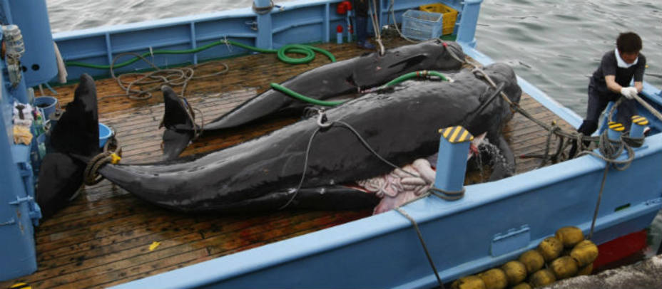 Japoneses capturando ballenas. REUTERS