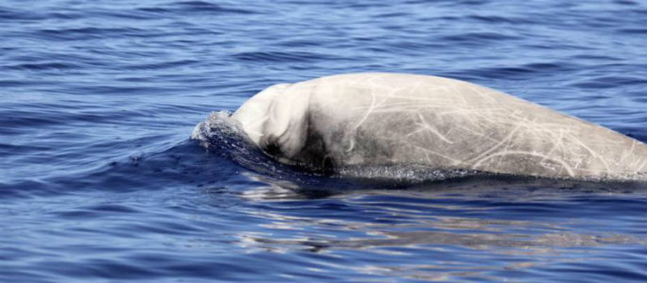 Las orcas vistas en aguas canarias. EFE