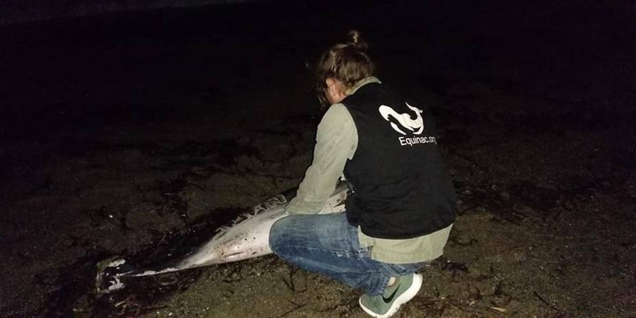 Aparece muerto un delfín en Roquetas de Mar (Almería) con heridas y un nombre grabado en el costado