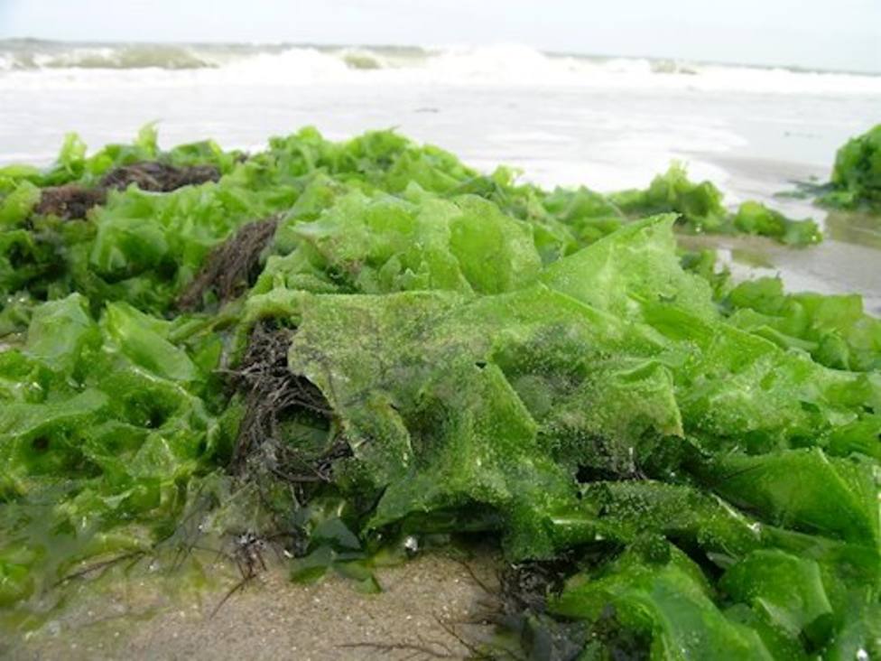 ¿Son tan beneficiosas las algas como creemos?