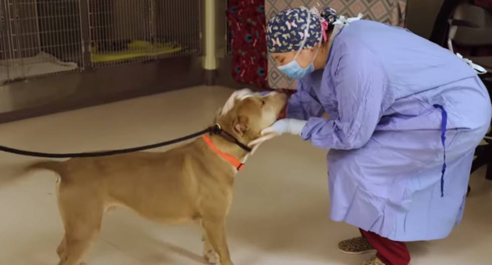 Un perro va a urgencias y lo que encuentran en su estómago deja a los veterinarios en shock