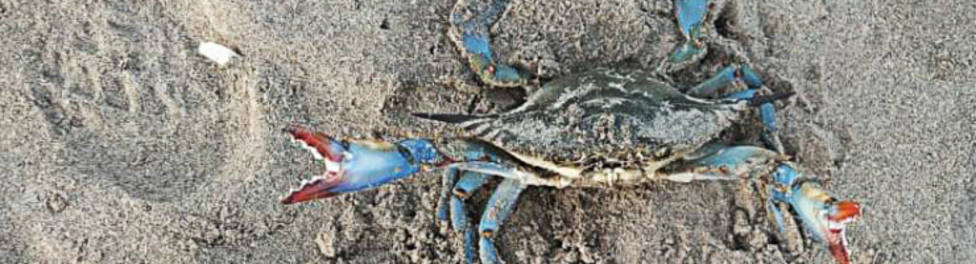 que se incentive la pesca profesional del cangrejo azul
