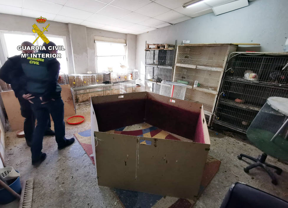 La Guardia Civil desmantela en Cartagena un tentadero ilegal dedicado a peleas de gallos