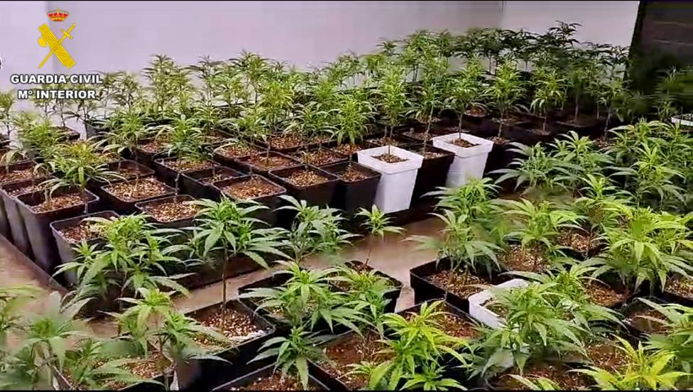Desmantelada una plantación de marihuana en una vivienda de Orellana de la Sierra
