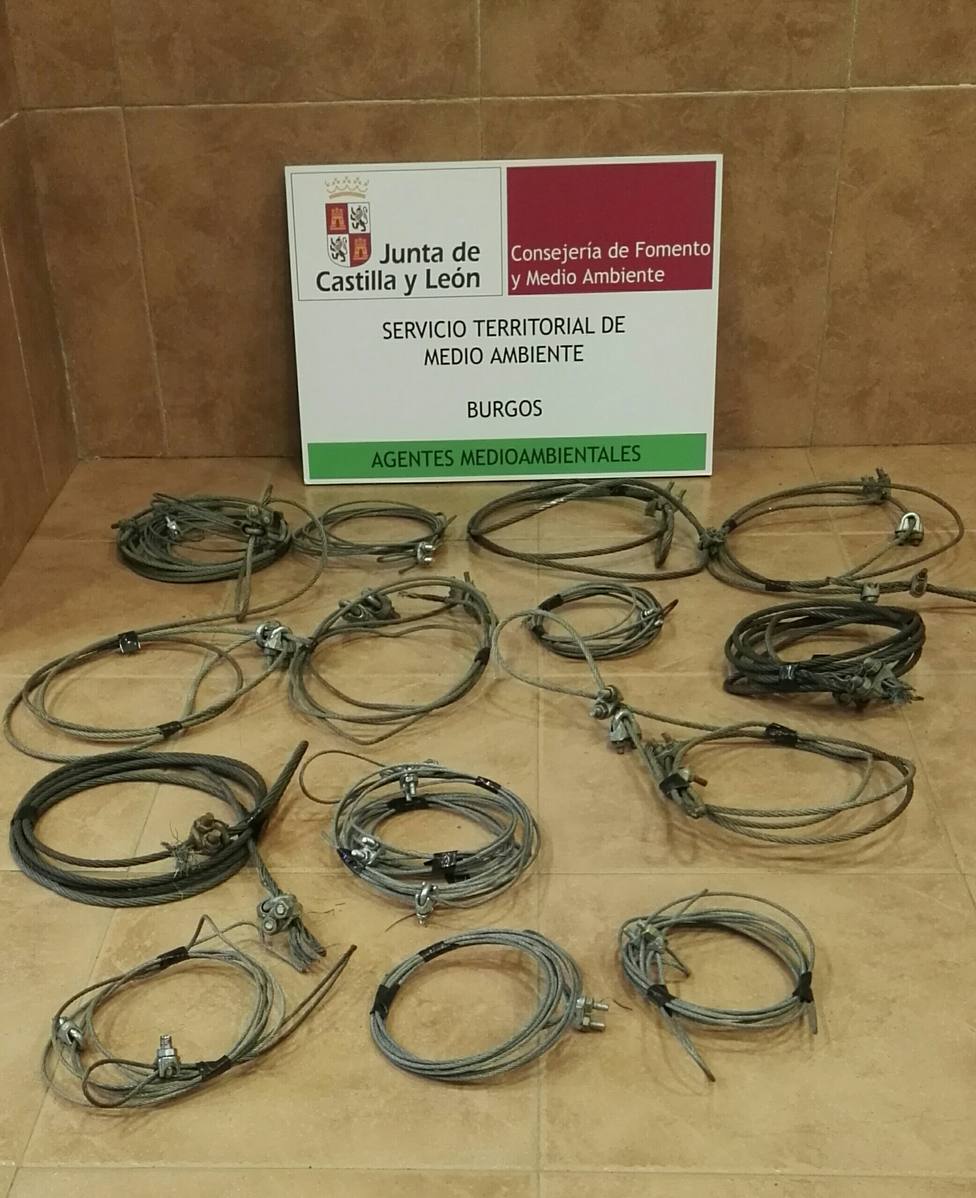 Lazos para capturar jabalís utilizados por un cazador furtivo en Sabinares del Arlanza.