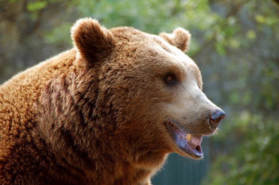 El oso Beato vuelve a acercarse a casas habitadas