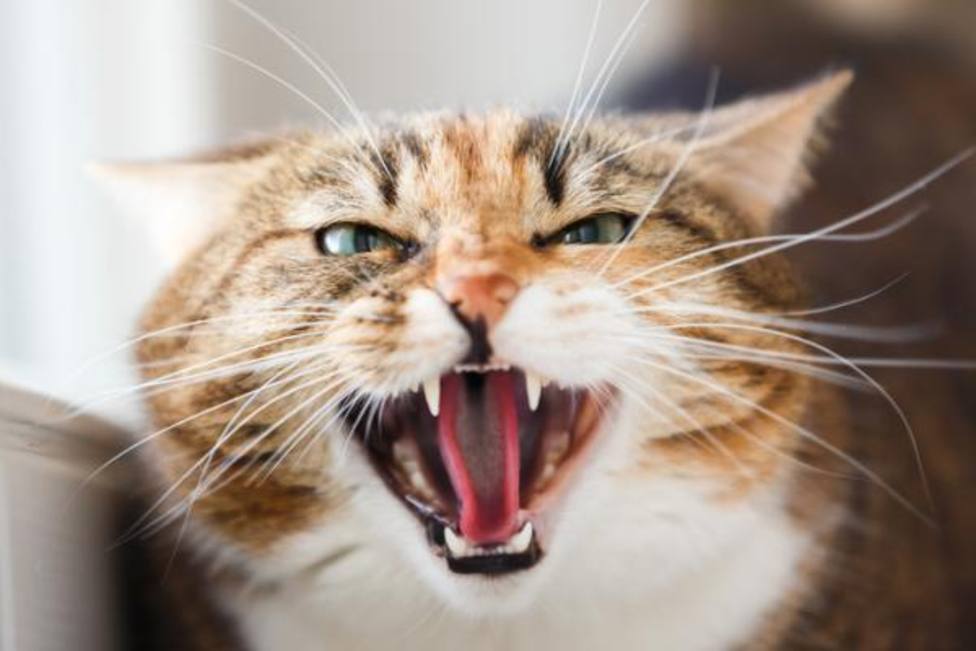 Posible caso de rabia humana en el País Vasco provocado por la mordedura de un gato