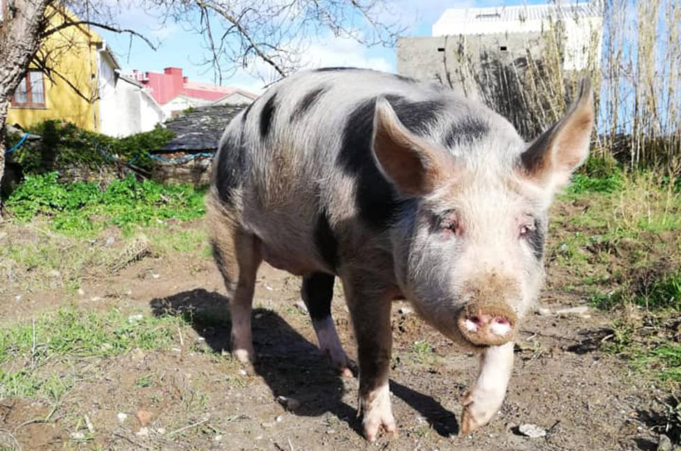 Antón, el cerdo de Espasante, ha convivido durante varios meses con los vecinos - FOTO: San Antón - Espasante