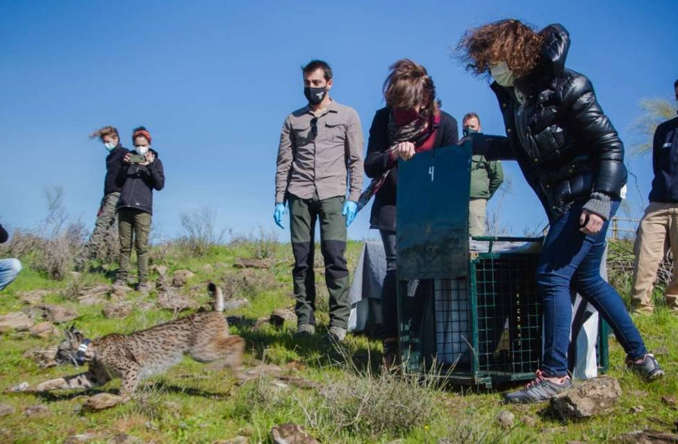 Extremadura inicia la campaña de sueltas de lince con la liberación de dos ejemplares en el Valle de Matachel