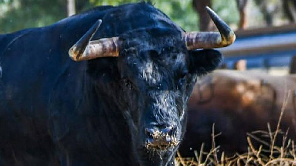 Uno de los toros de Zacarías Moreno que se lidiarán este domingo en Aranjuez