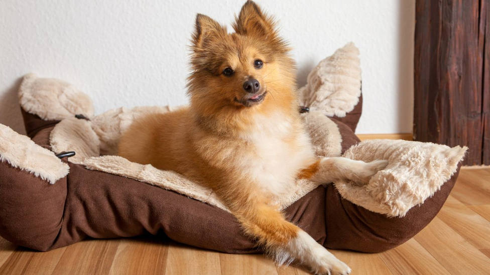 Cómo limpiar la cama de tu perro para que no esté llena de pelos