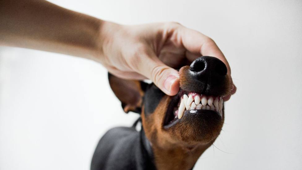 El truco más eficaz para cuidar los dientes de nuestros perros: te sorprenderá de donde viene