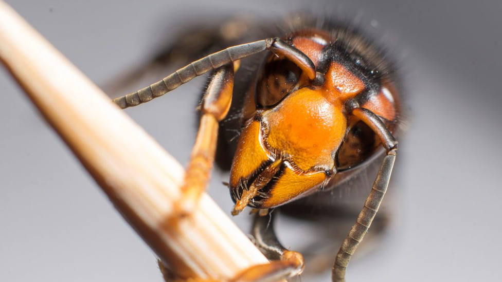 Preocupación en la apicultura por las avispas velutinas Ahora es cuando más población tienen