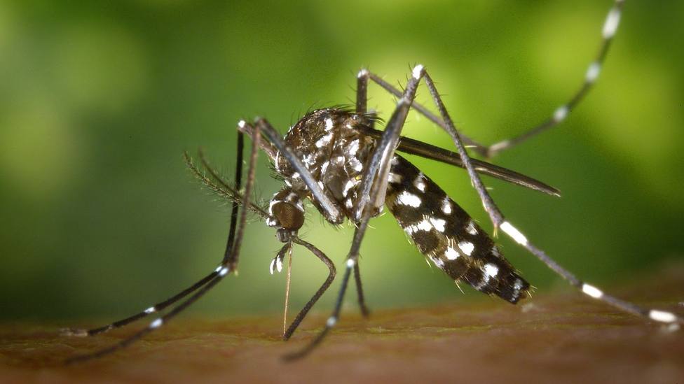 La grave enfermedad que puede transmitir este mosquito que ya está en Sevilla: Lo estamos viendo