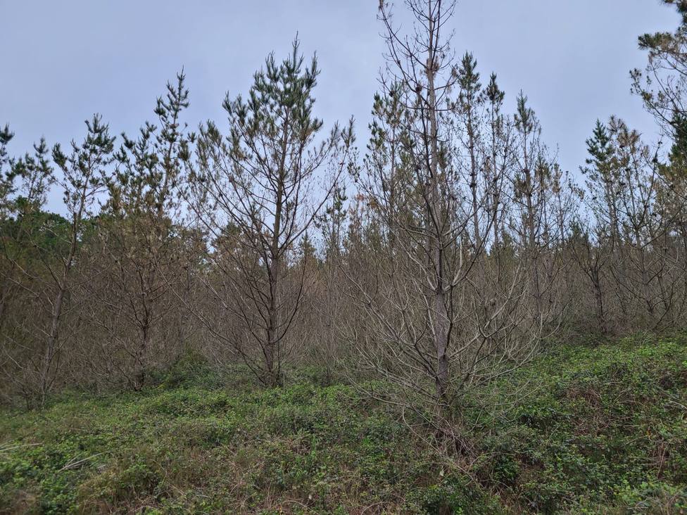 Uno de los pinares afectados en A Capelada, en Cedeira - FOTO: Cedida