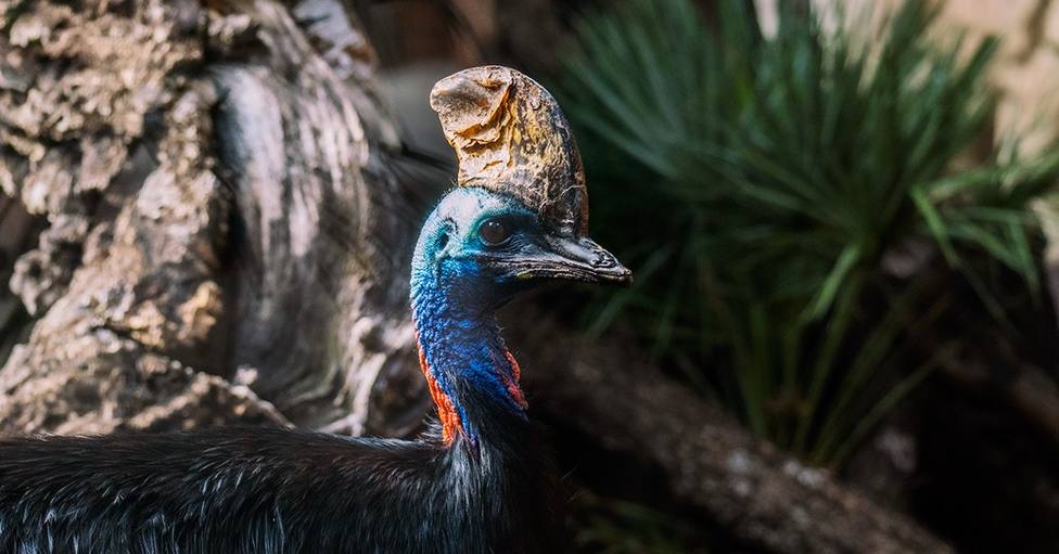 Agresiva y prehistórica: así se conserva en Málaga el ave más peligrosa del mundo