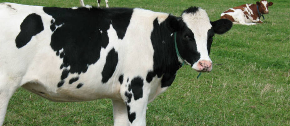 Buscan al dueño de una vaca que mató a un hombre en Brasil