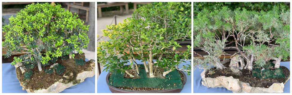 La colección de bonsais del Real Jardín Botánico se amplía con la donación de tres nuevos ejemplares