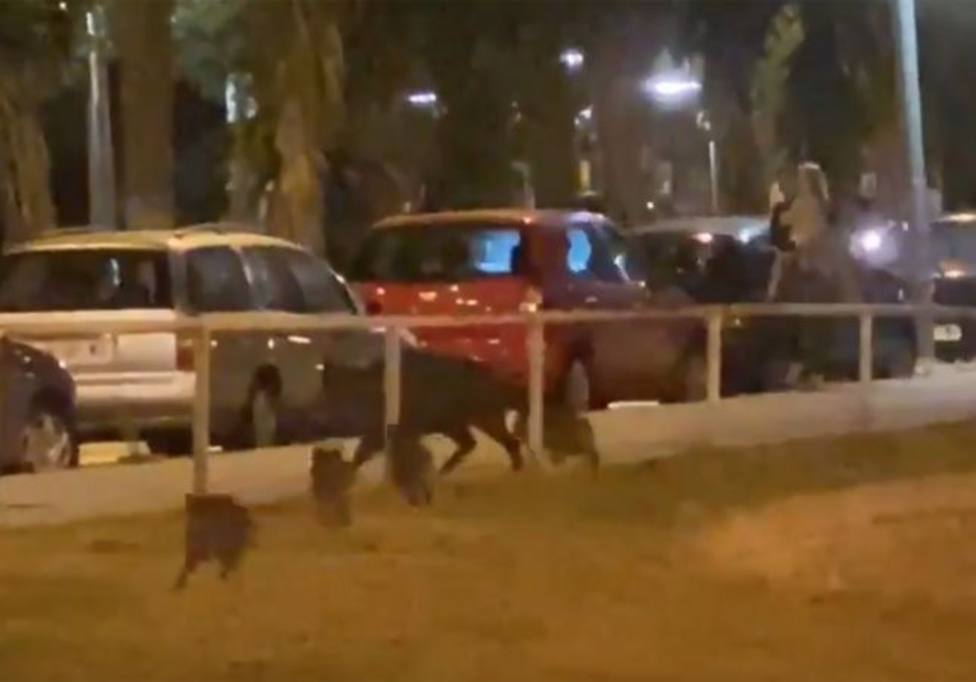 El tremendo susto de una mujer y su hija cuando se topan con una manada de jabalíes en las calles de Barcelona