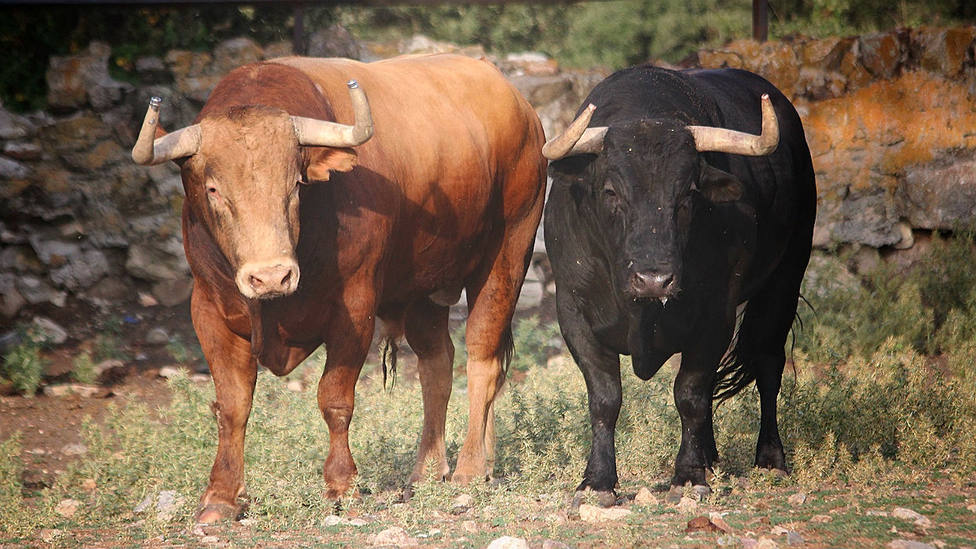 Dos toros de la ganadería de Victoriano del Río