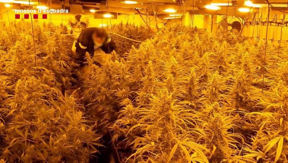Una de las plantaciones de marihuana decomisada por los Mossos dEsquadra.