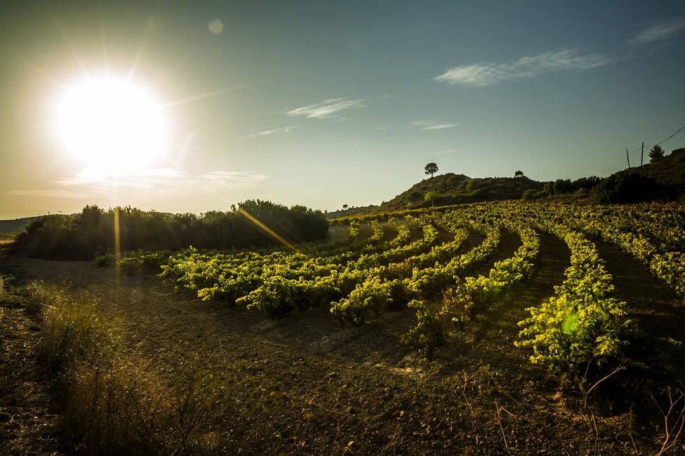 El Consejo Regulador de la DOC Rioja no quiere autorizar más plantaciones en los próximos tres años