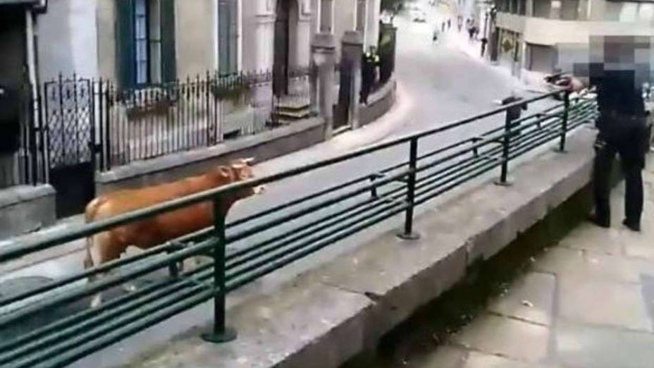 Un buey suelto se pasea por las calles de Llodio y la Ertzaintza lo mata de un tiro