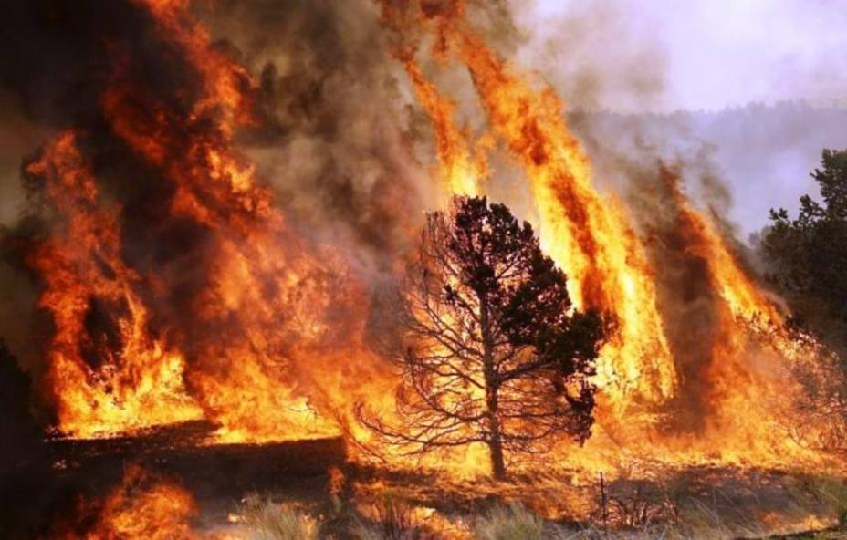 Casi 700 bomberos intentan controlar un incendio en el Algarve portugués
