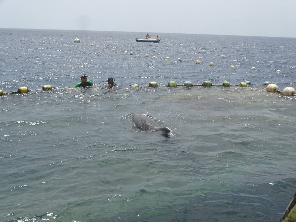 Liberados tres delfines mulares de la almadraba de La Azohía