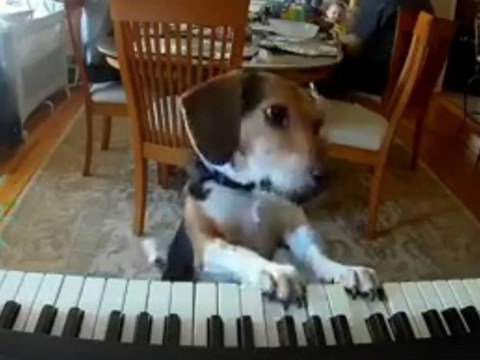 La increíble habilidad de un perro tocando el piano cuando su dueño no estaba en casa