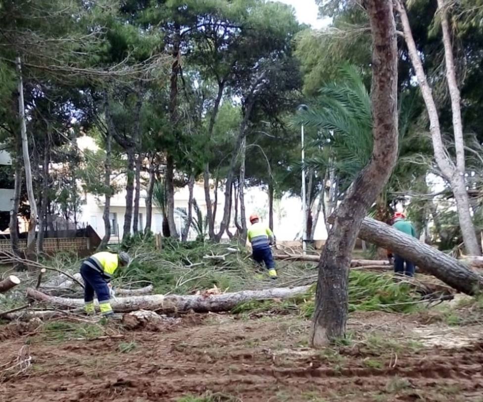 La borrasca Gloria tiró ochenta árboles en el municipio de Cartagena