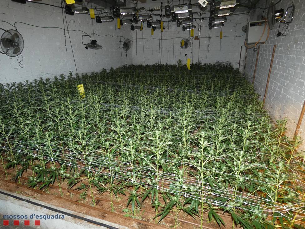 Interior de la vivienda del Hospitalet con 1.400 plantas de marihuana - MOSSOS DESQUADRA