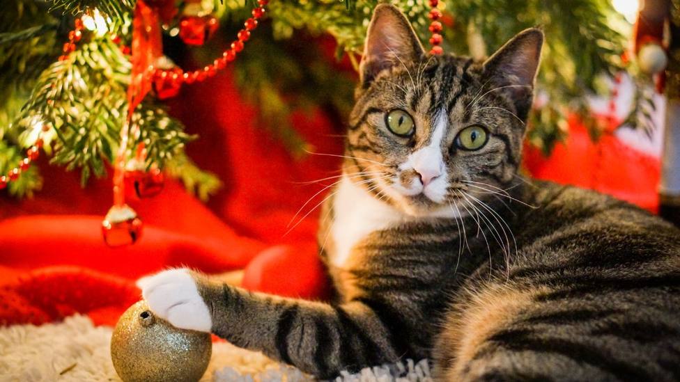 Pones el árbol de Navidad y tu gato se pone a trepar: evítalo con este truco