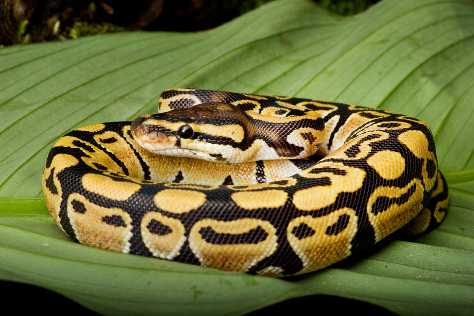 ball python, royal python (Python regius), breed Bells Ghost