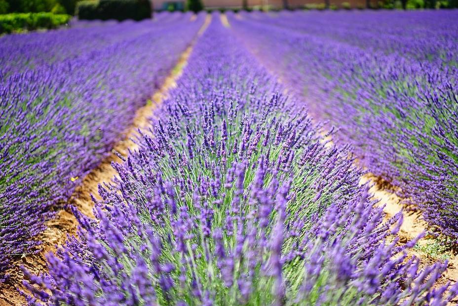 ctv-dqj-lavender-flowers-1595487 960 720