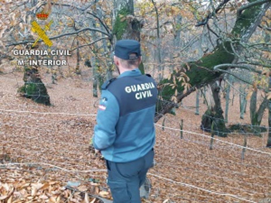 La Guardia Civil investiga a un total de 16 personas durante la campaña de recogida de castañas en el Bierzo