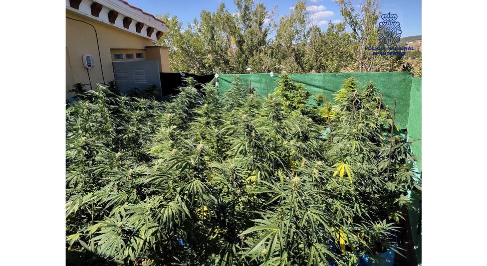 Plantación de marihuana en una azotea de Cuenca