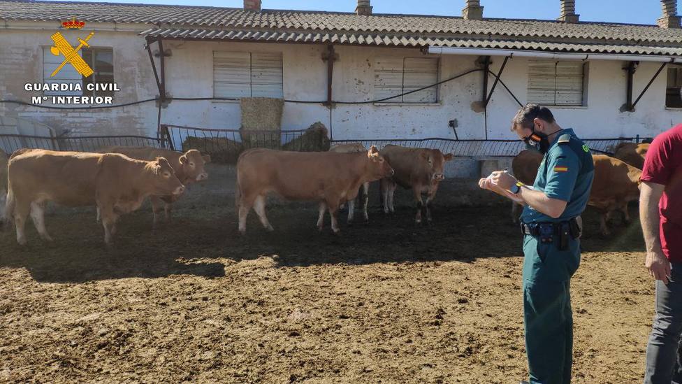 La Guardia Civil investiga a un ganadero de La Rioja por el robo de siete vacas y dos terneros