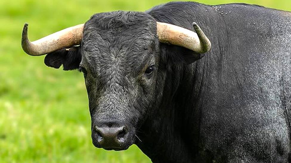 Uno de los toros del hierro de Vistahermosa que será lidiado en la Feria de Cali 2023