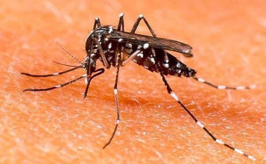 70 municipios españoles ya sufren la presencia del mosquito tigre