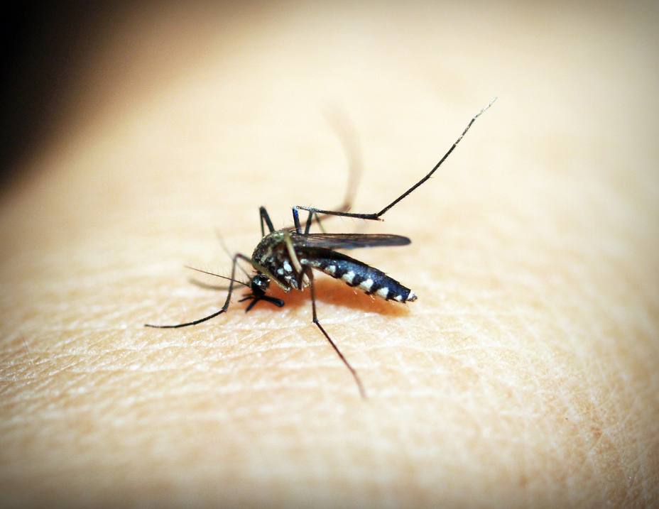 El dengue avanza en España