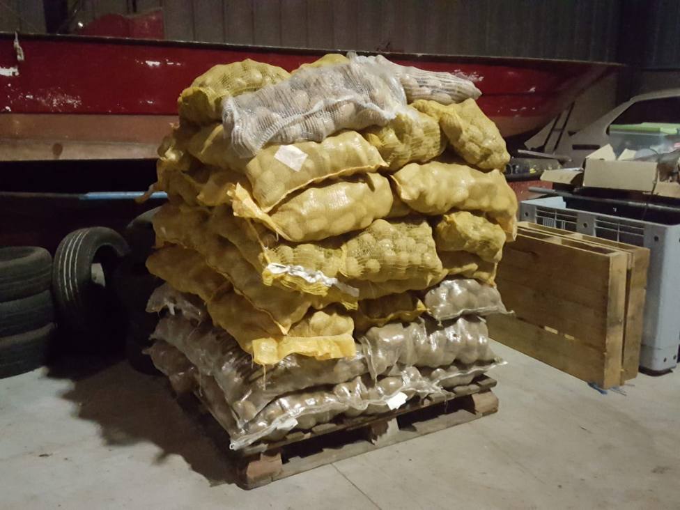 Intervienen en Ourol 2.000 kilos de patatas procedentes de la zona en cuarentena por la polilla