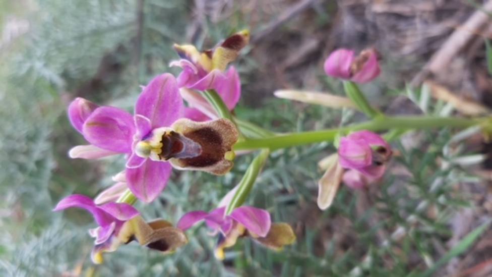 ctv-mve-ophrys-tenthredinifera