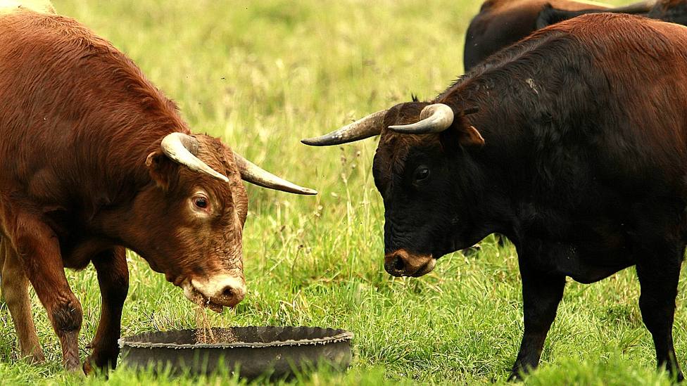 Dos toros bravos pastando en la dehesa madrileña