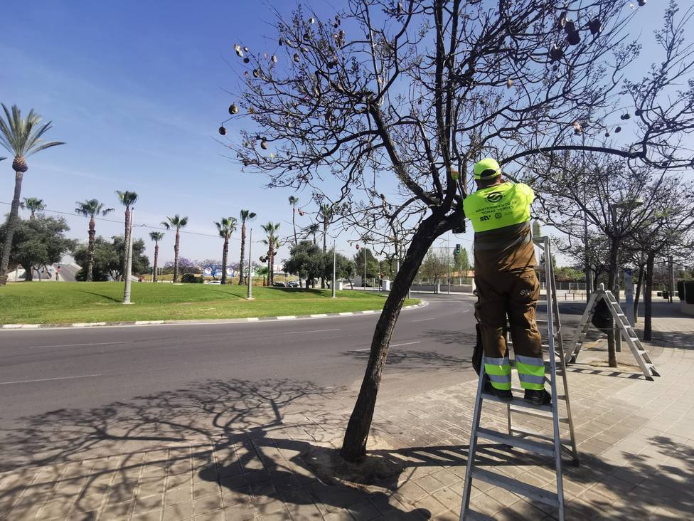 Alicante comienza la campaña de control biológico de plagas en 23.000 árboles