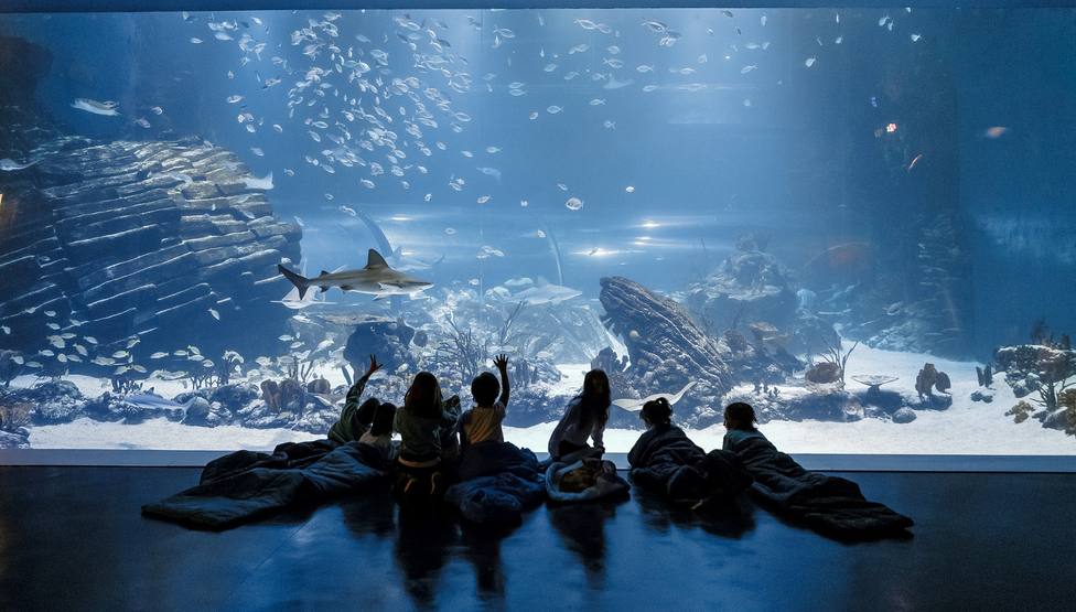 Atlantis Aquarium estrena la actividad educativa “Dormir con tiburones” para vivir una noche asombrosa