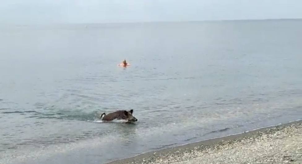 Un jabalí sale del mar en una de las playas de Málaga sorprendiendo a los bañistas