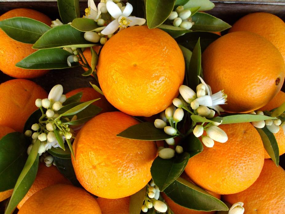 Flores de azahar y sus frutos, las naranjas