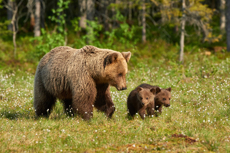 Descubre la imagen de tres crías de oso bailando en círculo que ha revolucionado las redes sociales