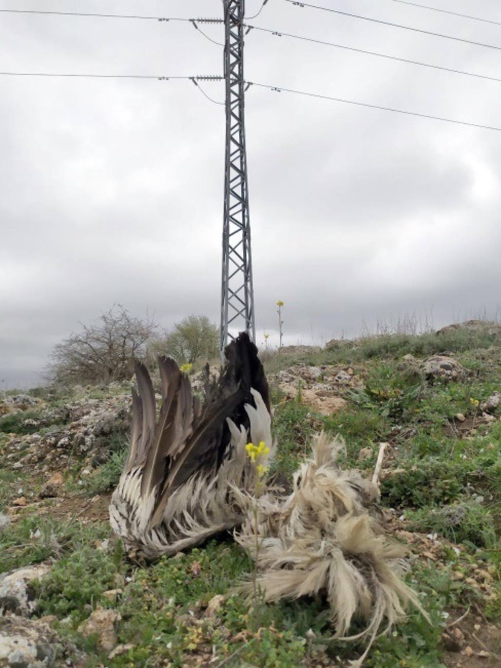 Voluntarios identifican la existencia de varios puntos negros para aves protegidas en los tendidos eléctricos de Madrid